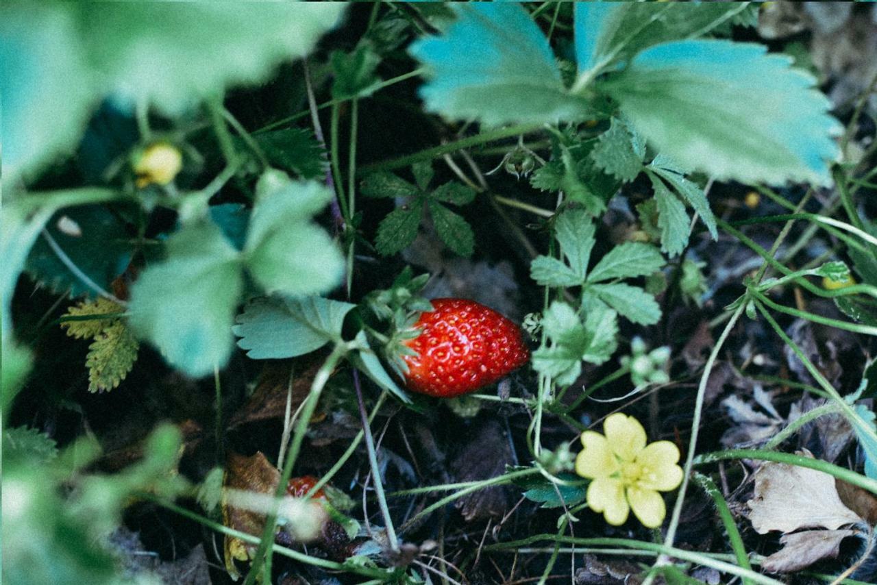 Agriturismo Vallerana カパルビオ エクステリア 写真